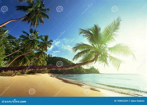 Sunset On The Beach Mahe Island Stock Image Image Of Palm Beach 70892329