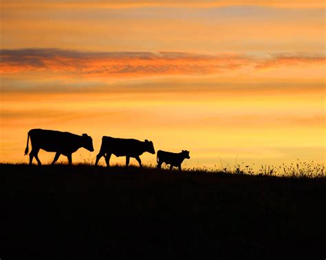 Country Cows At Sunset North Carolinawildlife Photography Colors
