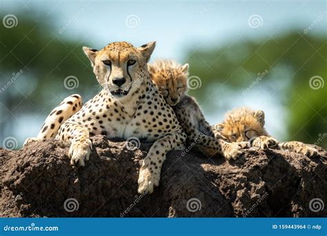 Cheetah Lies On Mound With Sleeping Cubs Stock Photo Image Of Travel