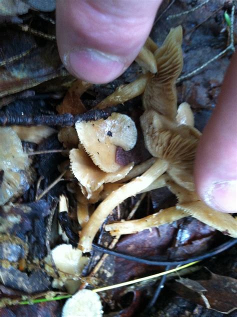 Wavy Cap Look Alikes Mushroom Hunting And Identification