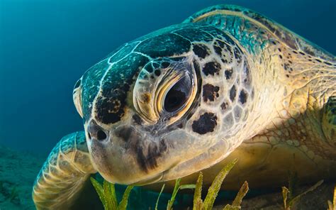 Hd Sea Turtle Wallpapers And Photos Hd Animals Wallpapers