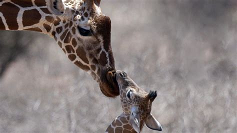 Free Download Nature Animals Giraffes Baby Animals Wallpaper 1920x1080