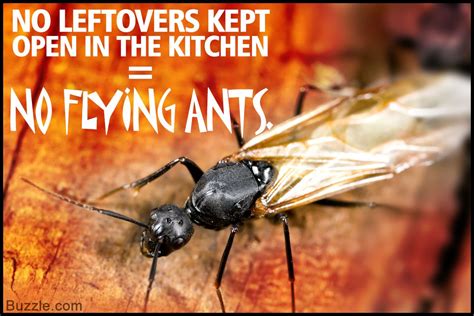Swarms Of Flying Ants In And Around House Is A Common Sight During