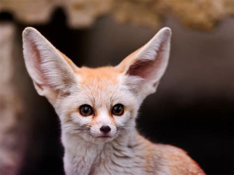What Big Ears Portrait Of A Cute And Small Fennec Showing Flickr