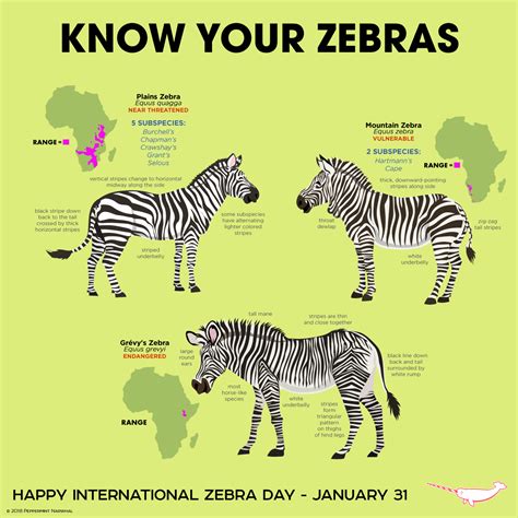 Pin By Ervin Quizon On Animal Art Zebras Animal Conservation Fun Facts About Animals