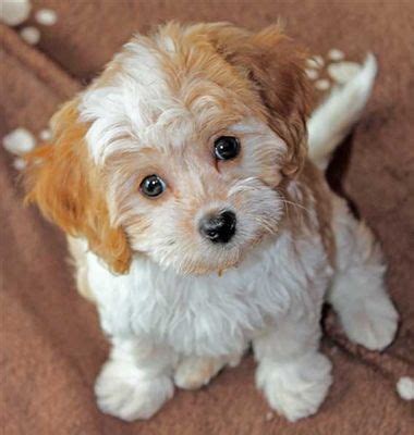 Visit us now to find your dog. Cavalier Puppy for Sale in South Florida | Cavapoo puppies ...