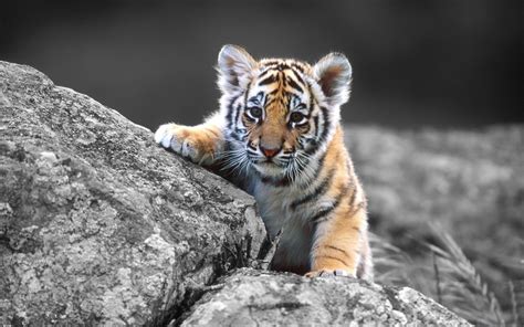 Baby Tiger Climbing On The Rock