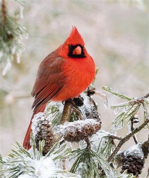 Cardinal Wild Birds Unlimited Beautiful Birds Wild Birds