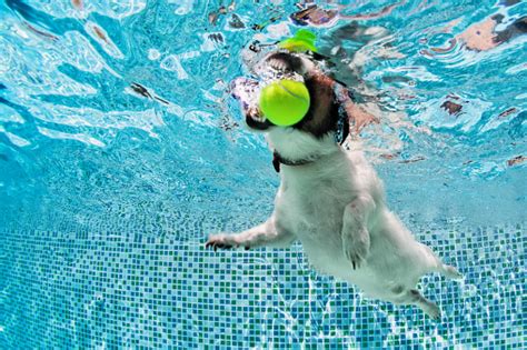Pool live tour na facebooku. Dog Fetch Ball In Swimming Pool Underwater Photo Stock ...