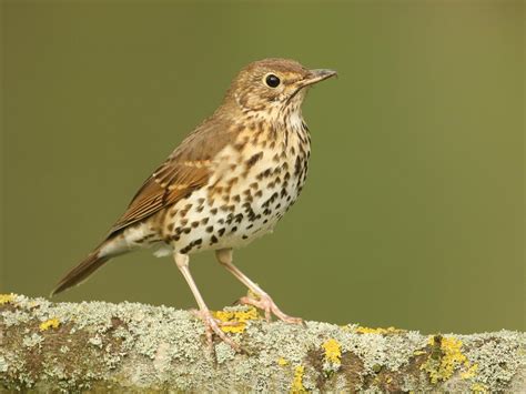 Thrushes In The Uk Complete Guide With Pictures Bird Fact