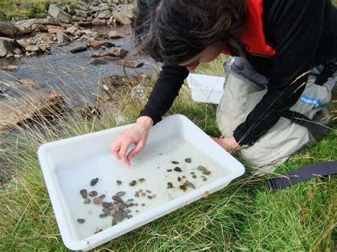 Freshwater macro-invertebrate surveys