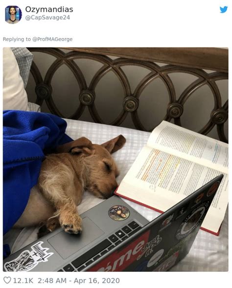 Professor Asks Students To Share Their Pets Doing Homework Humor