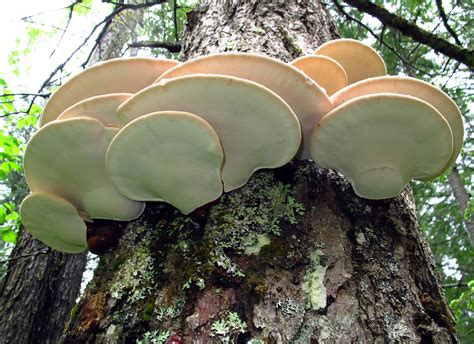 Where To Buy Reishi Mushrooms In Canada - All Mushroom Info