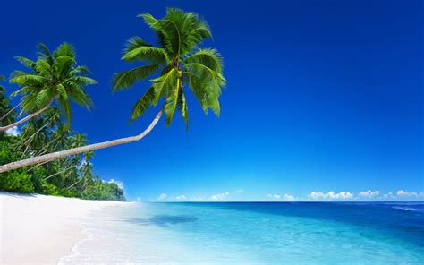 Palm Trees And Tropical Beach Wallpapers Wallpaper Cave