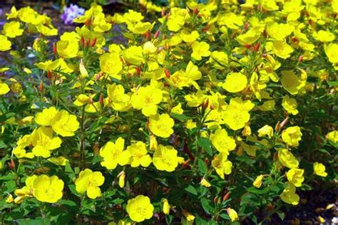 how to grow evening primrose a triple duty plant gardener s path