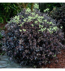 Pittosporum Tenuifolium Purpureum Boutique Atlantic P Pini Re