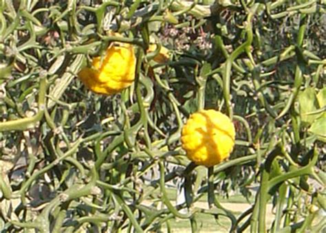 Trifoliate Orange - Poncirus trifoliata
