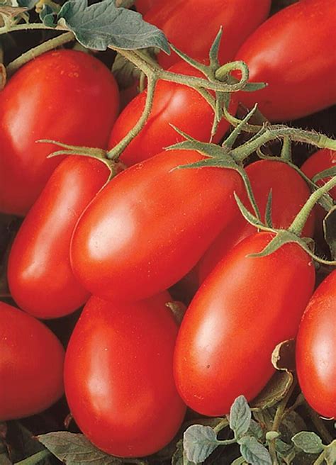 50 Organic Roma Tomato Seeds Tomato Italian Heirloom Roma Etsy