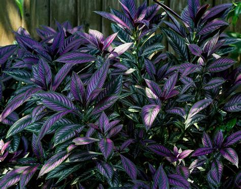 How To Grow And Care For Persian Shield Plants Garden Lovers Club