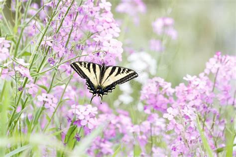 Farfalla Occidentale Di Swallowtail Della Tigre Fotografia Stock