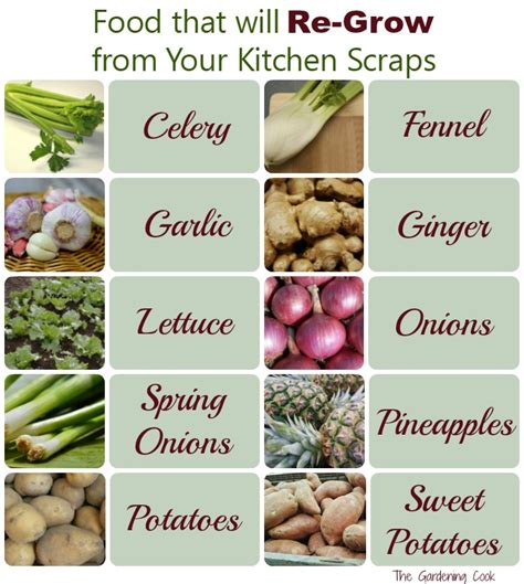 Regrow Your Food From Kitchen Scraps Easy To Do