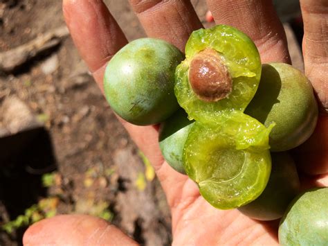 Enjoy with my fruits pt video and pictures and have fun with our site. History, origin, and tradition uses of uncommon fruit ...