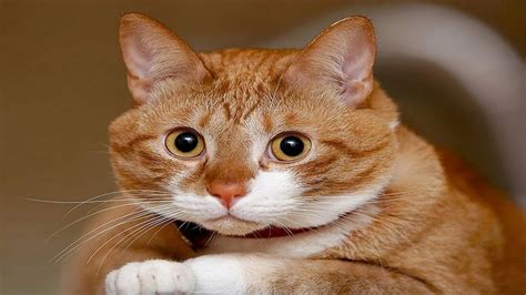 We did not find results for: Funny CATS Videos Compilation #34 - YouTube