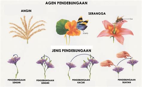 Koordinasi badan bab 3 : PT3: Sains Bab 4-Tingkatan 3