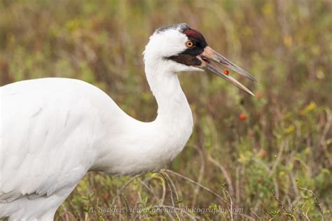 Whooping Cranes And Wading Birds Coastal Texas Birding With Alyce