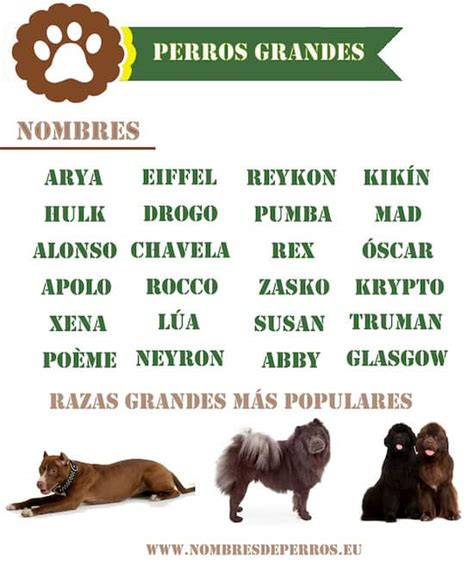 500 Nombres Para Perros Originales Y Bonitos Machos Y Hembras