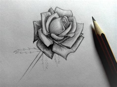 How To Draw A Rose