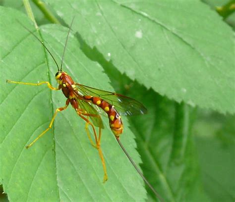 Albums 104 Pictures Wasp Looking Bug With A Long Tail Sharp