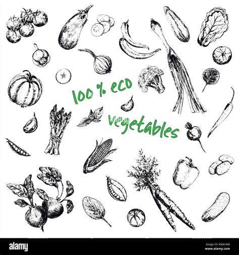 Hand Drawn Sketch Set Of Vegetables Vector Illustration Isolated On