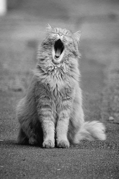 Cat Yawns Funny Cute Photography Cat Kittens Pets Cat Yawning Cute