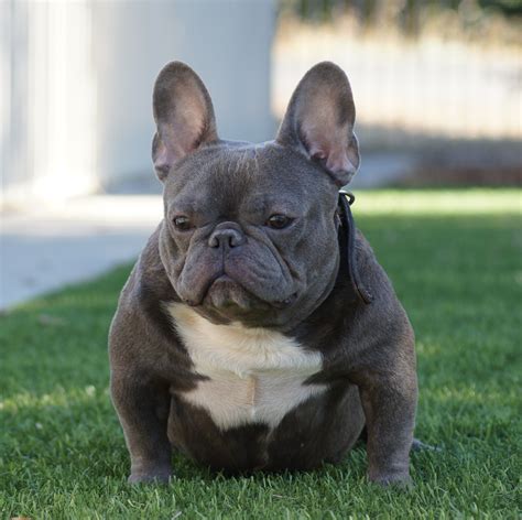 New and used items, cars, real estate, jobs, services i am looking for a female french bulldog, that's ckc or akc registered. French Bulldog Pitbull Mix For Sale - Bulldog Lover