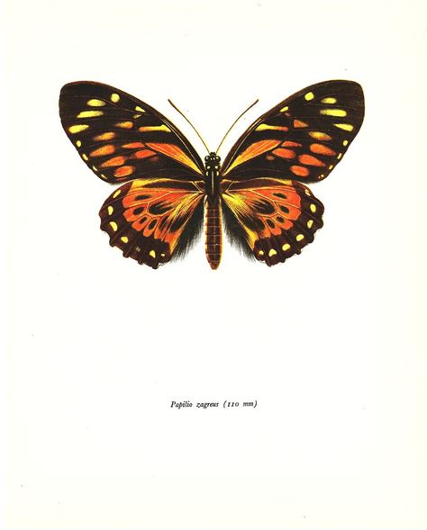 Butterfly Print Art Original 1965 Book Plate 34 Beautiful Etsy