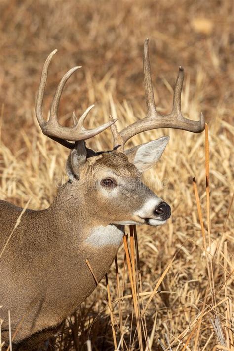 Portrait Of A Whitetail Buck Stock Image Image Of Hunt Ungulate