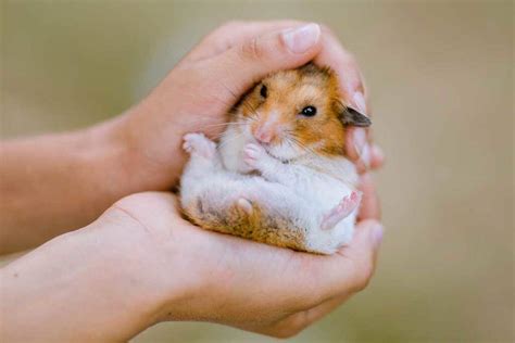How Long Do Hamsters Live An Easy Guide To Hamster Lifespan