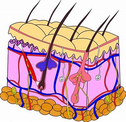 Skin Anatomy Clipart Integumentary System Transparent Gene