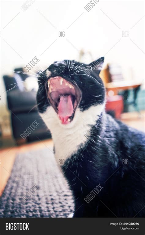 Black White Tuxedo Cat Image And Photo Free Trial Bigstock