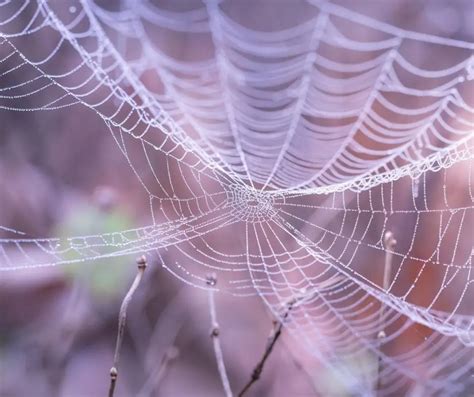 Why Do Cats Eat Spider Webs Explained Animals Hq