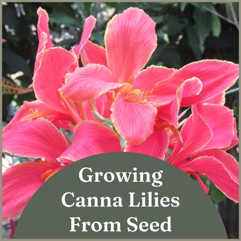 How To Grow Canna Lilies From Seed Dengarden