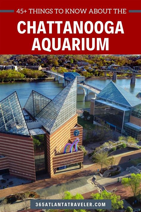 Chattanooga Aquarium 45 Essential Things To Know Before Going
