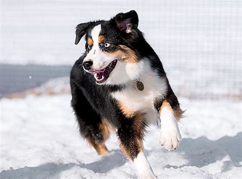 The Complete Australian Shepherd Husky Mix Guide Innovet Pet