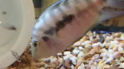 Convict cichlid - single parenting. amazing facts on ...