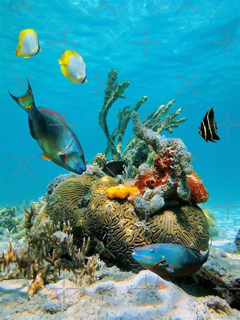 Colorful Tropical Marine Life Underwater Sea By Dam