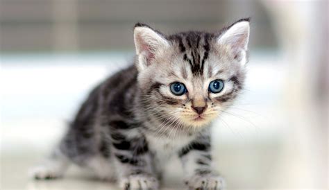 5 Things To Know About American Shorthair Cats Petful