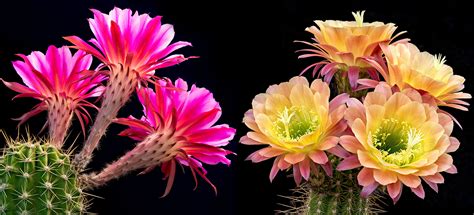 Blooming Cacti Everything You Need To Know Unusualseeds
