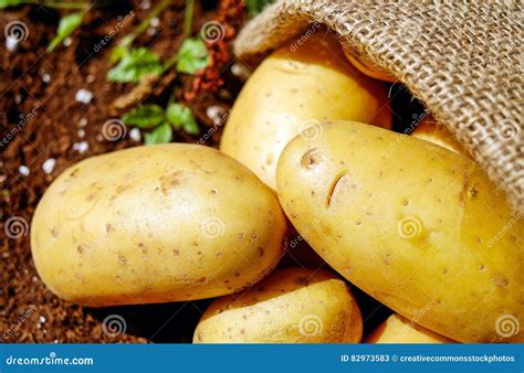 Closeup Photo Of Potatoes Picture Image 82973583