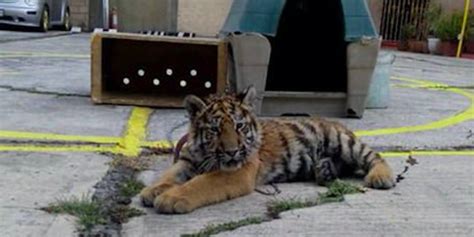 Tiger Cub Chained Outside Restaurant In Mexico City The Dodo